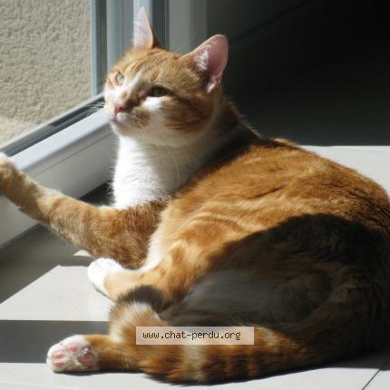 Photo 1/1 TIKY Chat perdu à La verpilliere