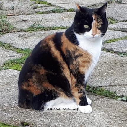 Photo 1/1 Smarties Chat perdu à St etienne du rouvray
