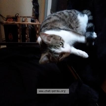 Photo 1/1 Chat retrouvé Trouvé à Lempdes Sur Allagnon