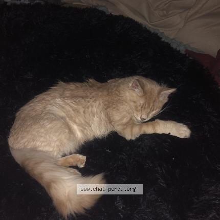 Photo 1/1 Chat retrouvé Perdu à Jupille Sur Meuse