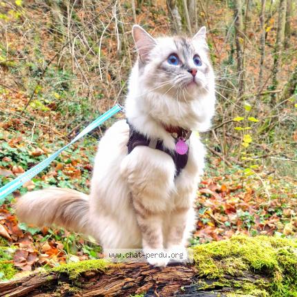 Photo de chat perdu à Saint Laurent En Royans
