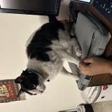 Photo de chat perdu à Delhi