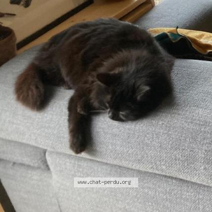 Photo 1/1 Chat retrouvé Perdu à Montreuil Le Gast