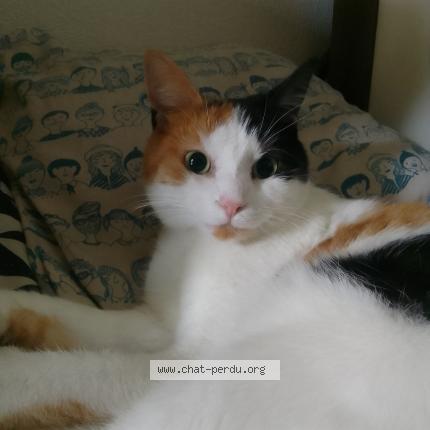 Photo 2/2 Chat retrouvé Perdu à Notre Dame De Bondeville