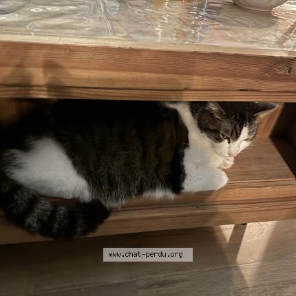 Photo de chat perdu à Montivilliers