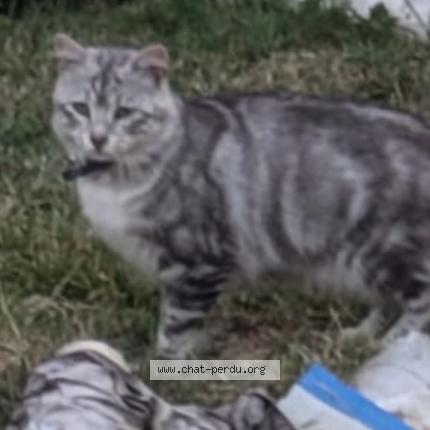 Photo 1/1 Minouche Chat perdu à Gaillac