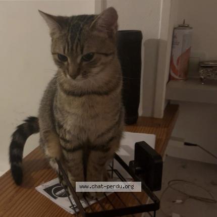 Photo de chat perdu à Couterne