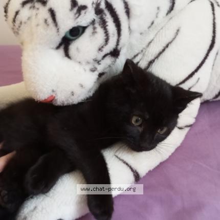 Photo de chat perdu à Combaillaux