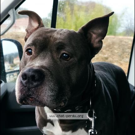 Photo 1/1 J'tchoko Chat perdu à Carnoules