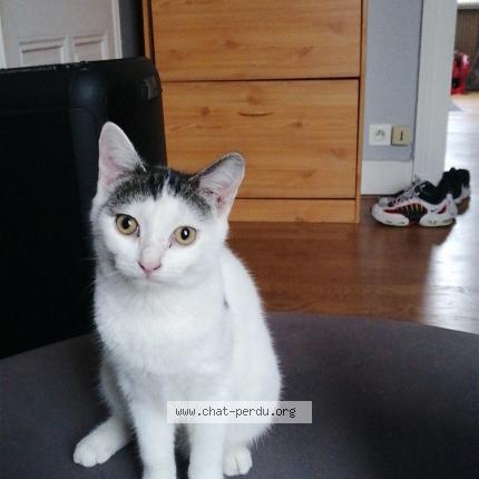 Photo 1/1 Nina Chat perdu à Les aynans