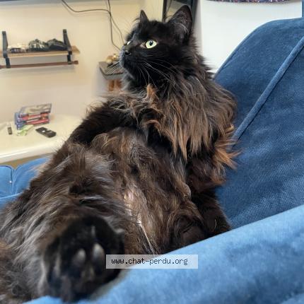 Photo de chat perdu à Nantes Pays De La Loire
