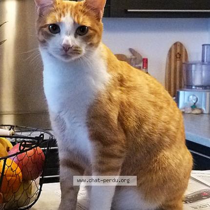 Photo 1/1 Chat retrouvé Perdu à Dax
