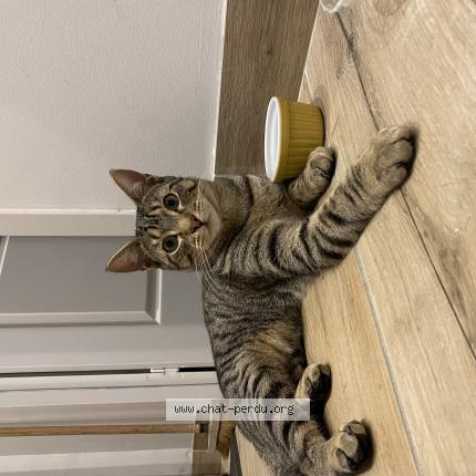 Photo 1/1 Chat retrouvé Perdu à Angers