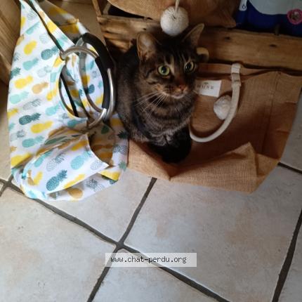 Photo 1/1 Douce Chat perdu à Vacqueyras