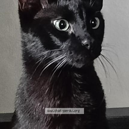 Photo de chat perdu à Savigneux