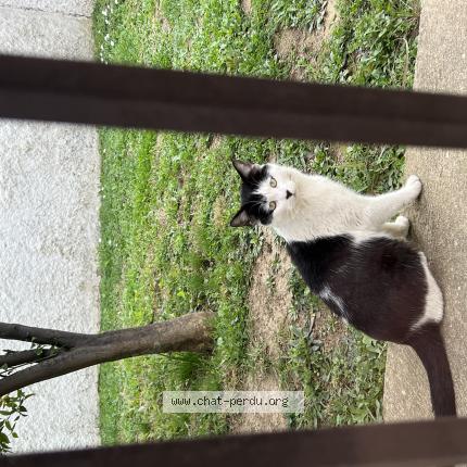 Photo de chat trouvé à Perpignan