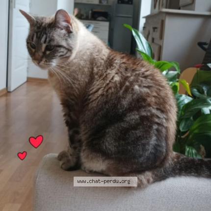 Photo 1/1 Chat retrouvé Perdu à Alloinay