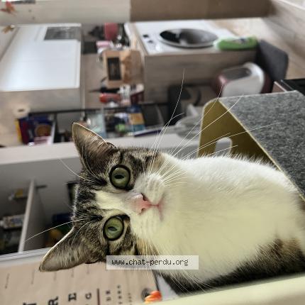 Photo de chat perdu à Lille