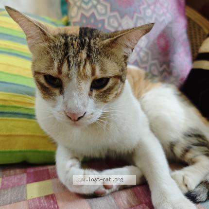 Photo 1/1 Mimi Chat perdu à Guwahati