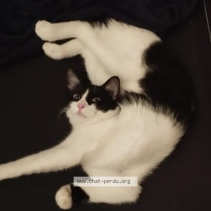 Photo 1/1 Chat retrouvé Perdu à Paris