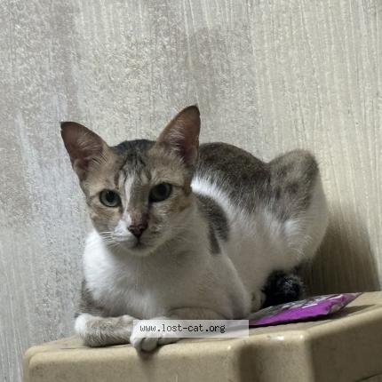 Photo 1/1 Candy Chat perdu à Vadodara