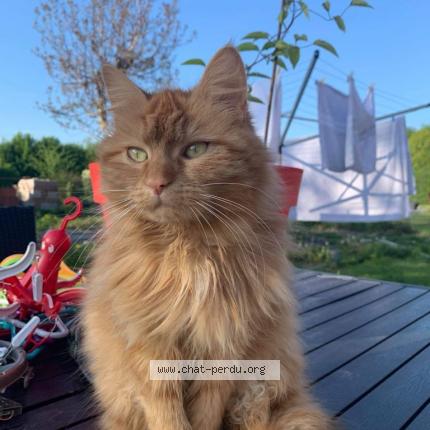 Photo 1/1 Cookie Chat perdu à Fampoux