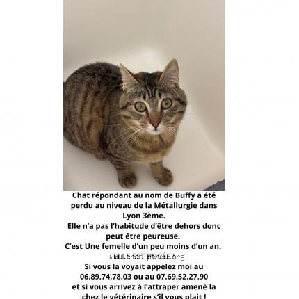 Photo 1/1 Chat retrouvé Perdu à Lyon 3