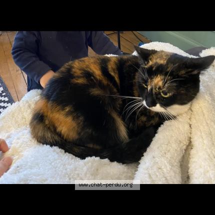 Photo 1/1 Prunelle Chat perdu à Tours