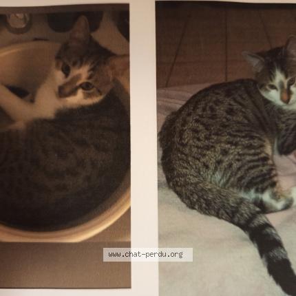 Photo 1/1 Vakero Chat perdu à Salindre