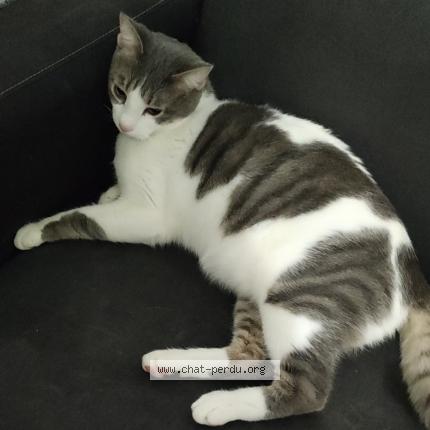 Photo 1/1 Sona Chat perdu à Saint etienne