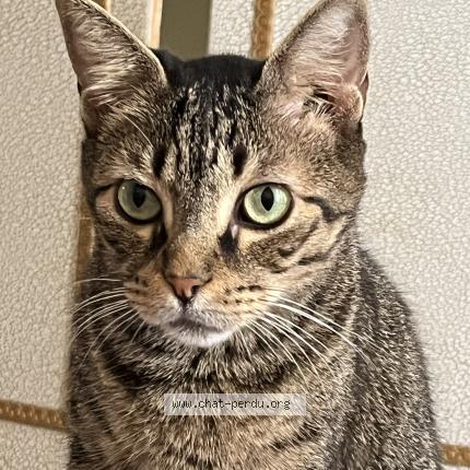 Photo 1/1 Chat retrouvé Perdu à Saint marcellin