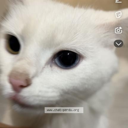 Photo de chat perdu à Us