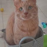 Photo de chat perdu à Maurepas