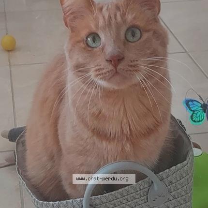 Photo 1/1 Chat retrouvé Perdu à Maurepas