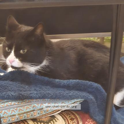 Photo de chat perdu à Saint Bonnet En Champsaur