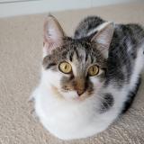 Photo de chat perdu à Cruzilles Les Mepillat