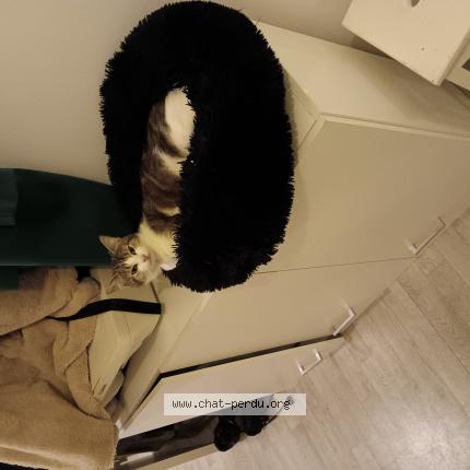 Photo de chat perdu à Saint Brieuc