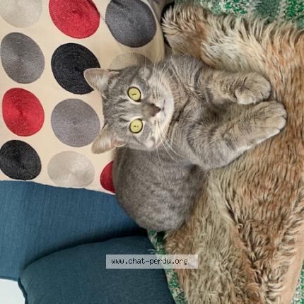 Photo 1/1 Nouette dite Mounette Chat perdu à Pornic