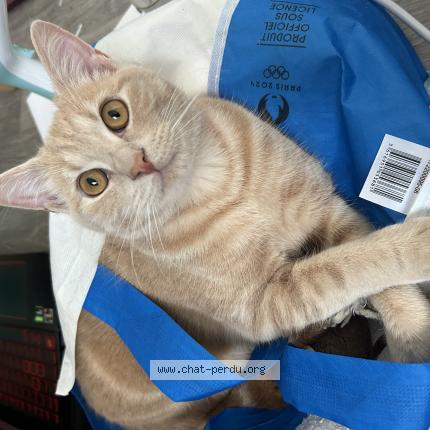 Photo 1/1 Kiwi Chat perdu à Lille