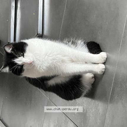 Photo 1/1 Sushi Chat perdu à Geudertheim