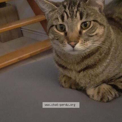 Photo 1/1 TEACH Chat perdu à Bouillargues
