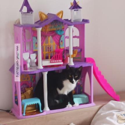 Photo de chat perdu à Marseille