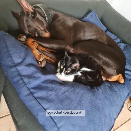 Photo 2/2 Chat retrouvé Perdu à Marseille