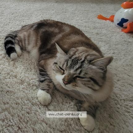 Photo 1/3 Grizou Chat perdu à Sessenheim