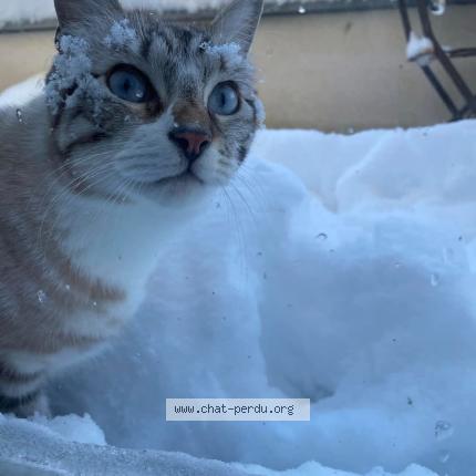 Photo 2/3 Grizou Chat perdu à Sessenheim