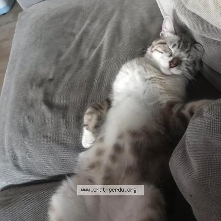 Photo 3/3 Grizou Chat perdu à Sessenheim