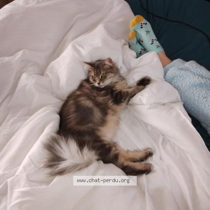 Photo 1/1 Chanel Chat perdu à Wassy
