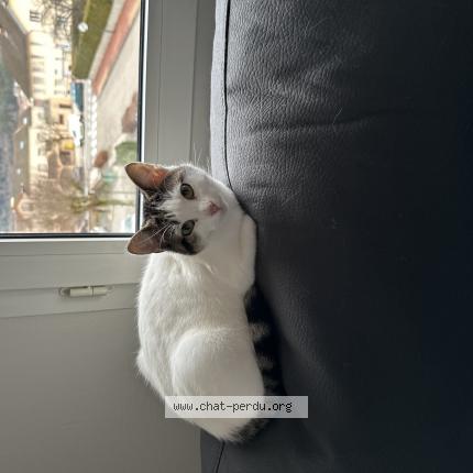 Photo 1/1 Kira Chat perdu à Bellignat