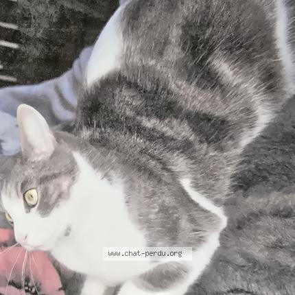 Photo de chat perdu à Martigues