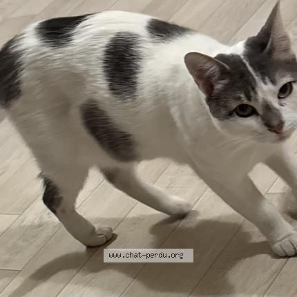 Photo de chat perdu à Grand Quevilly